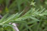 Field pepperweed